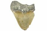 Partial, Serrated, Megalodon Tooth - North Carolina #272375-1
